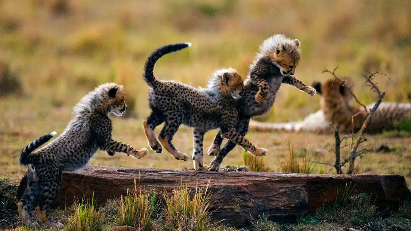 Leopards-cabs-dance-Tarangire-and-Lake-Manyara-national-park.webp
