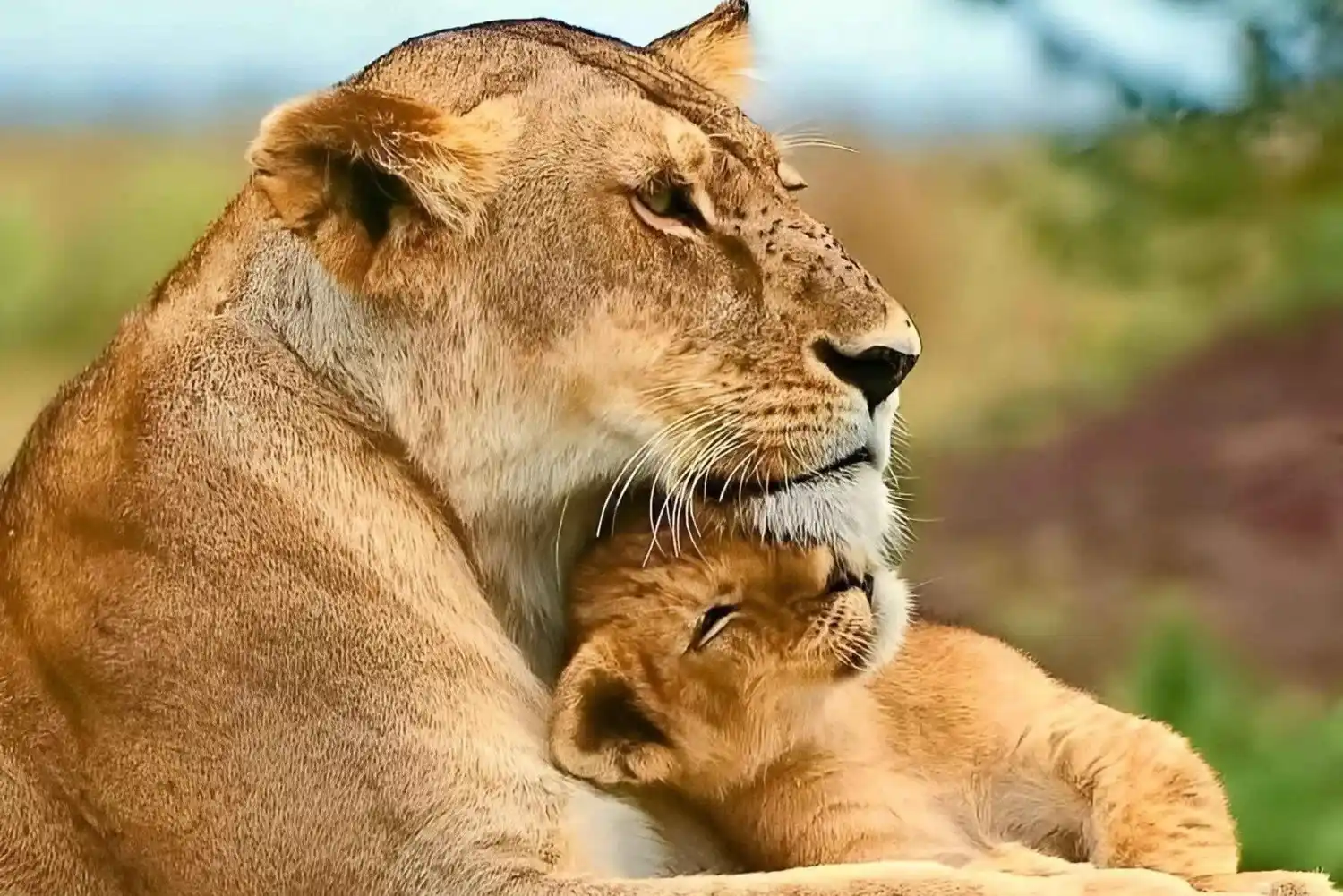 Tarangire and Lake Manyara, Liones and cabs chill