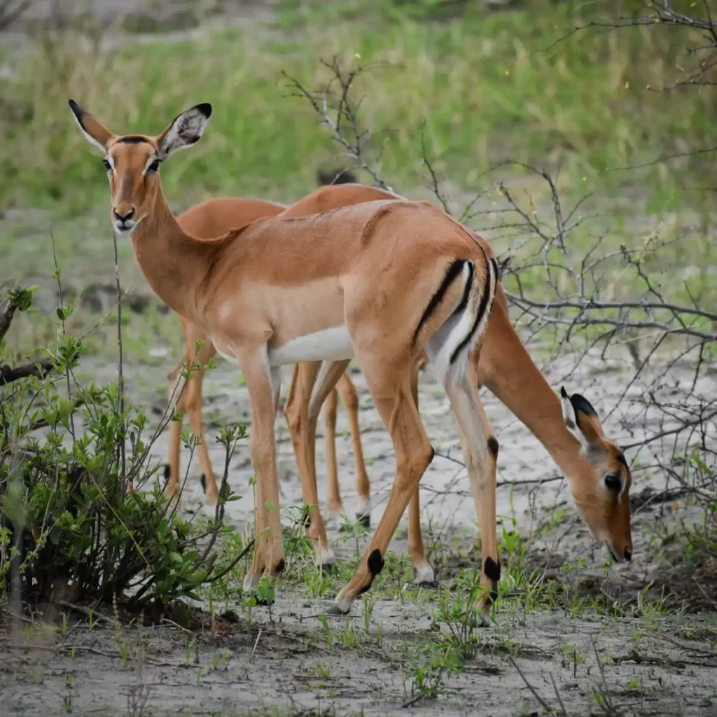 Tarangire and Ngorongoro crater, Impala grazing