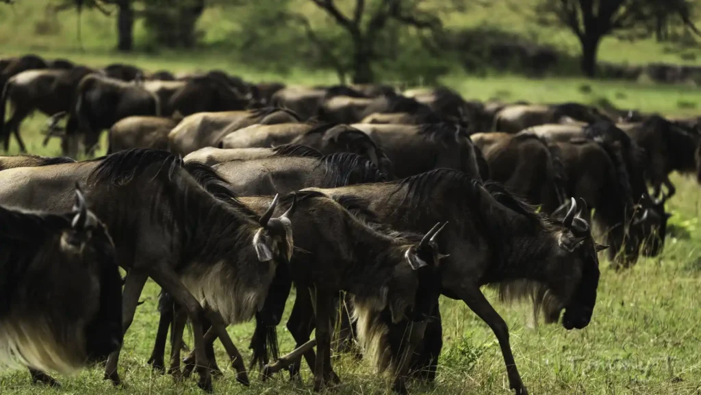 Wildebeest - Serengeti and Ngorongoro crater