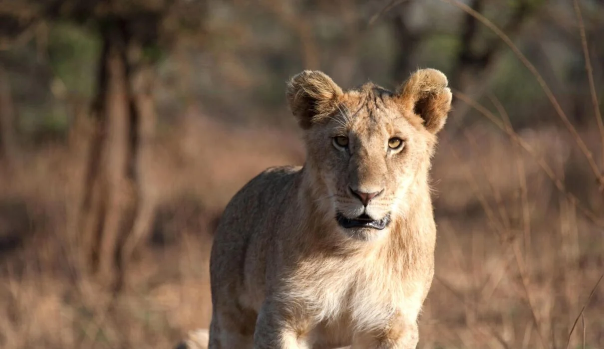 Tanzania Safarris