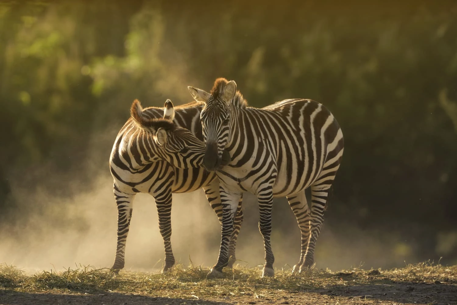Tanzania in February