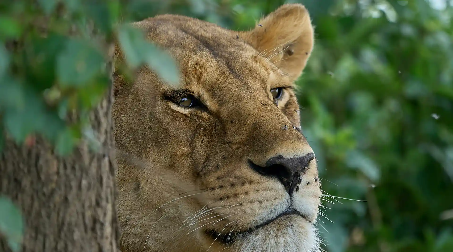Where to Go for Safari in Tanzania