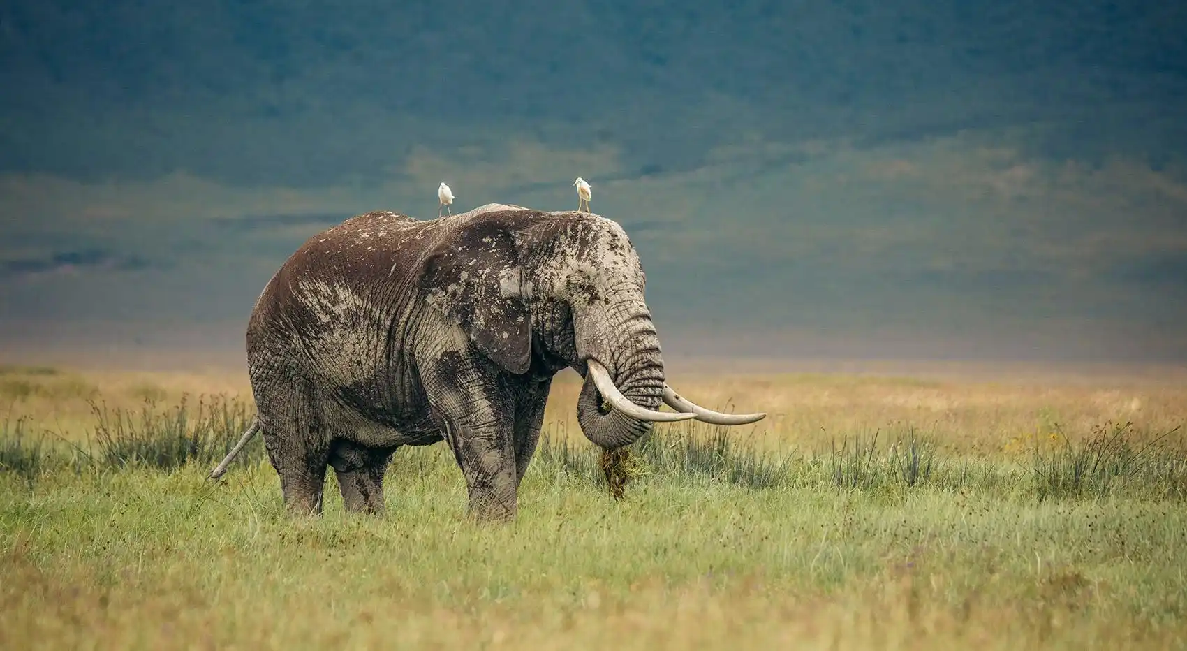 Wildlife viewing in May in Tanzania